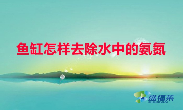魚(yú)缸怎樣去除水中的氨氮（魚(yú)缸除氨氮的方法）